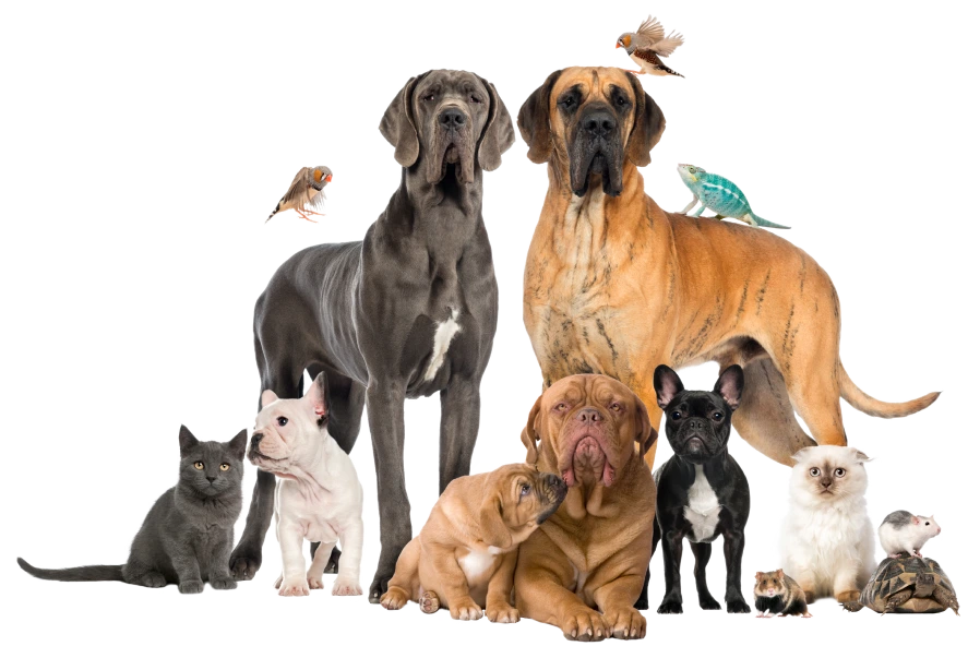 a group of pet animals standing together